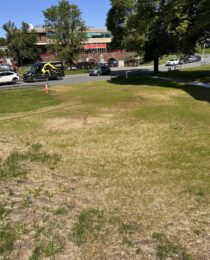 Grass_is_growing_June_2025